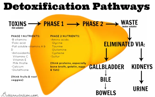How To Open Detox Pathways